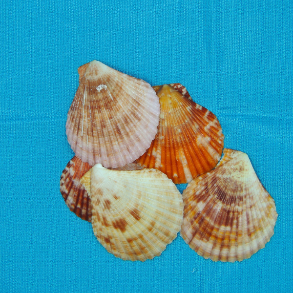 Nautical decor - Seashell