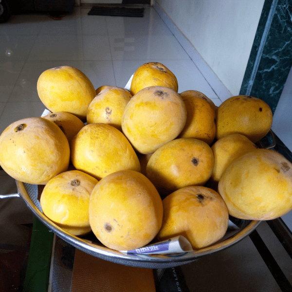 A Box Alphonso/Hapoos mangoes from Devgad (12 Mangos) - India shopping