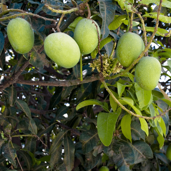 A Box Alphonso/Hapoos mangoes from Devgad (12 Mangos) - India shopping