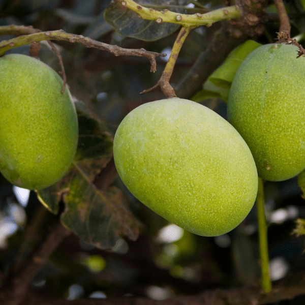 A Box Alphonso/Hapoos mangoes from Devgad (12 Mangos) - India shopping