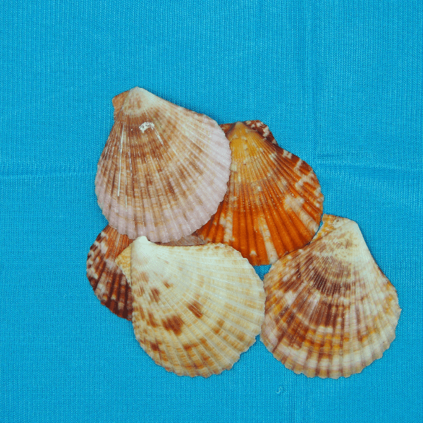 Nautical decor - Seashell - India shopping